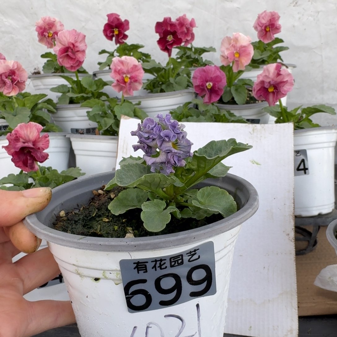 全部花朵699号角堇