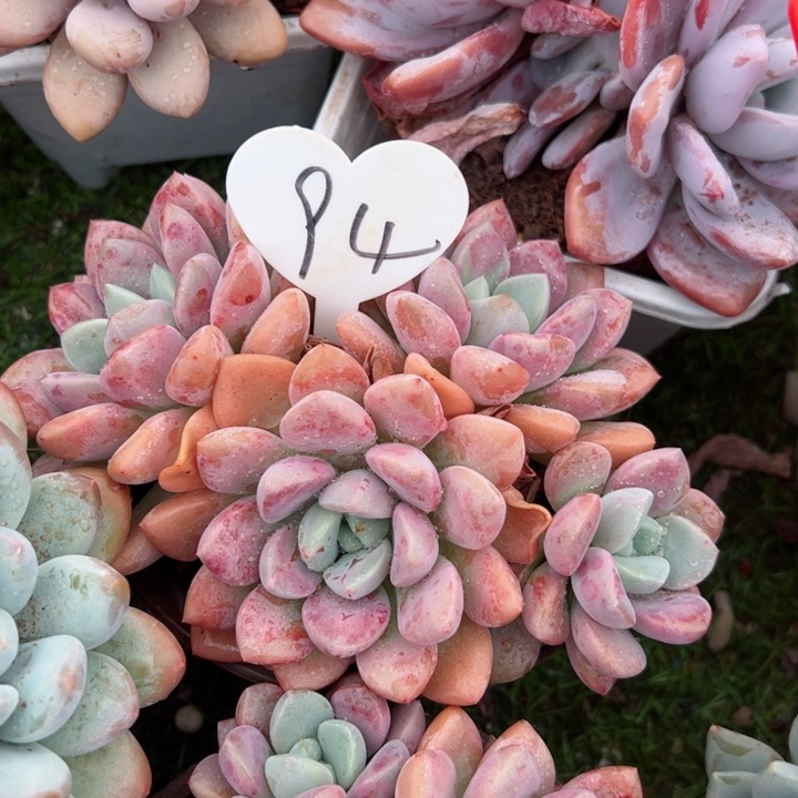 94花斑露平平安安健健康