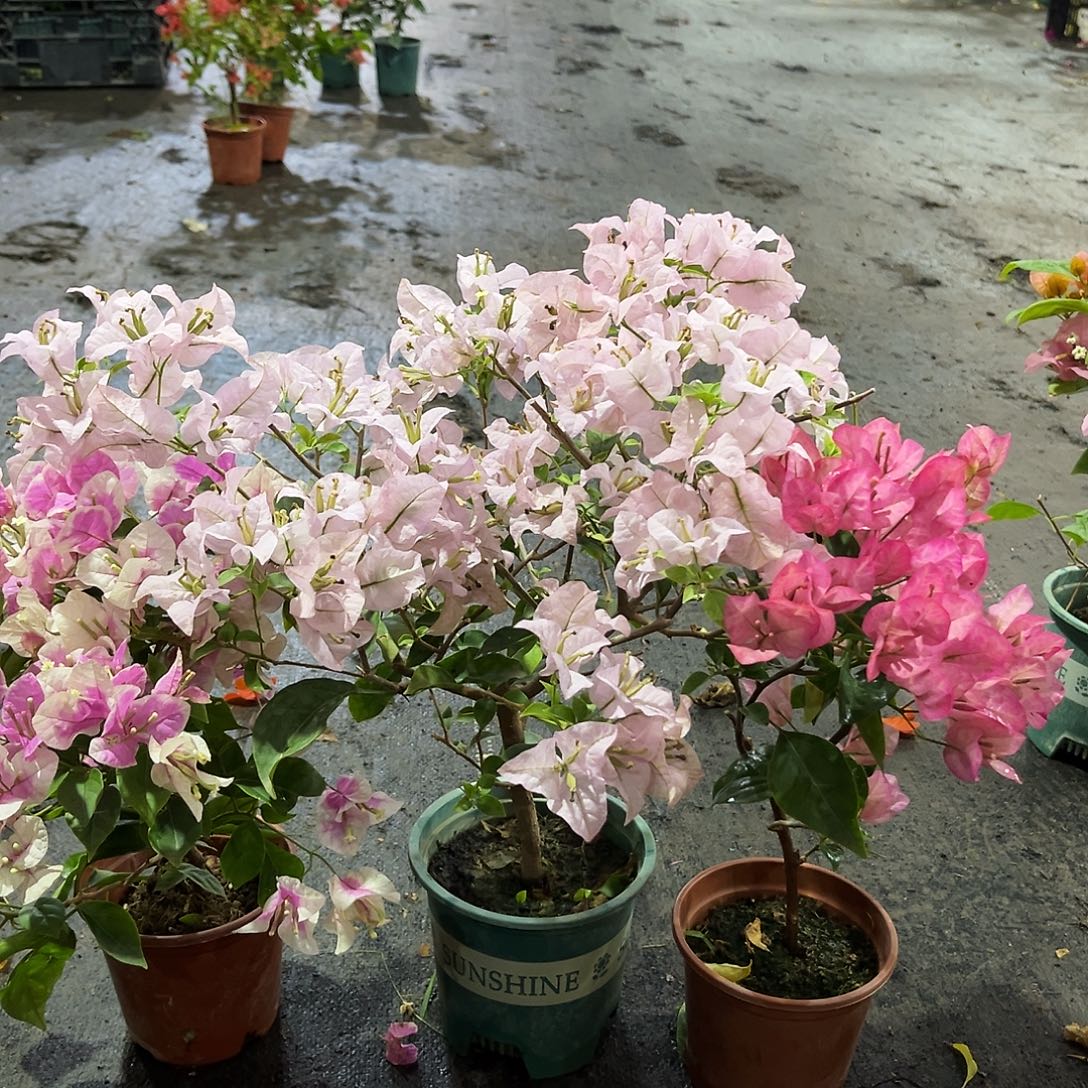 完全开放广红樱，苹果花，五宝