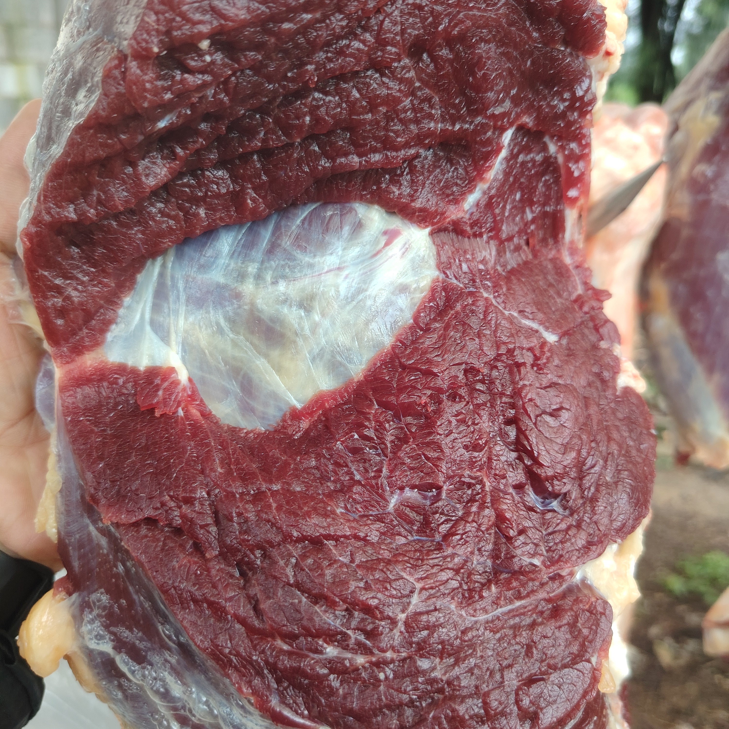 贵州遵义本地散养牛肉 正宗雪花牛肉 现切现拍 顺丰冷链 包邮