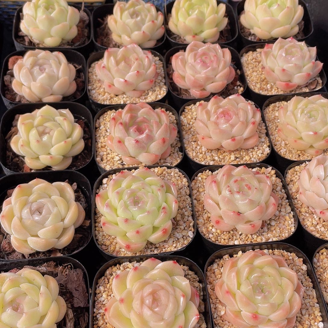 量拍104号 白桃汽水单头一个