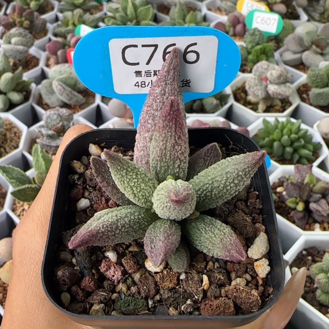 纯红哈默杂。   766。   