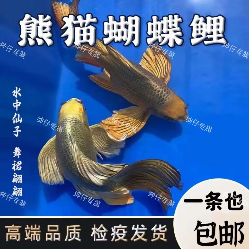 精品蝶鲤冷水耐活好养（200-300号绅仔专属）