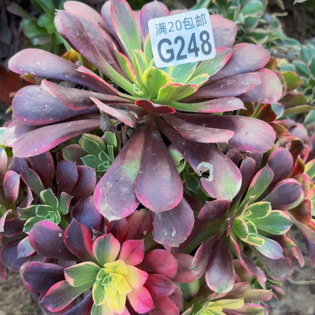 248多肉植物捧花的时候