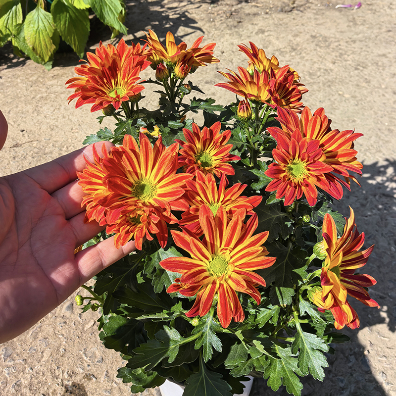 梵高向日葵小雏菊(复色花型 颜值高)庭院阳台开花植物