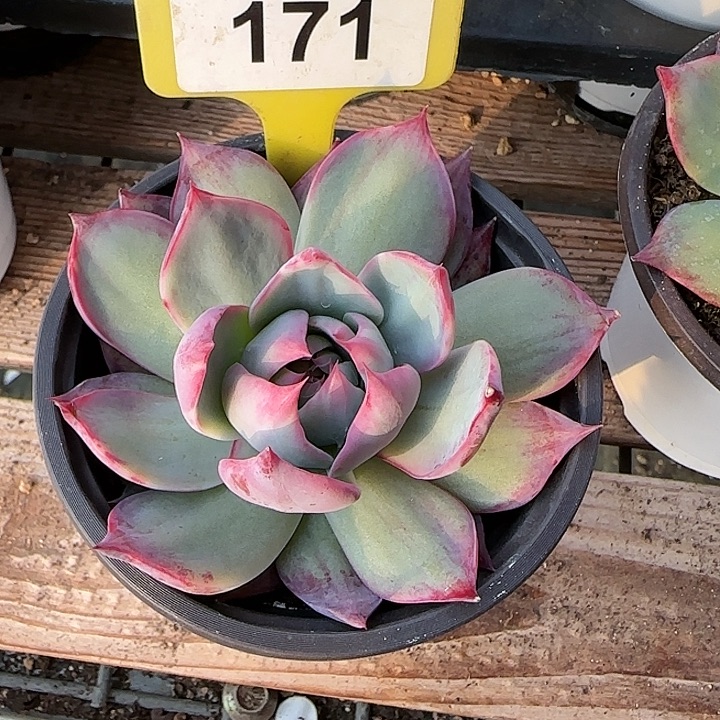 171 惊鸿仙子多肉植物6-9cm