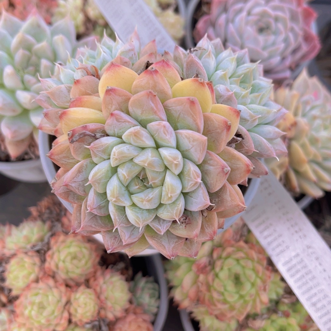 美尼9.5公分98999999889