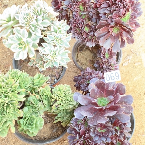 069四颗法师多肉植物
