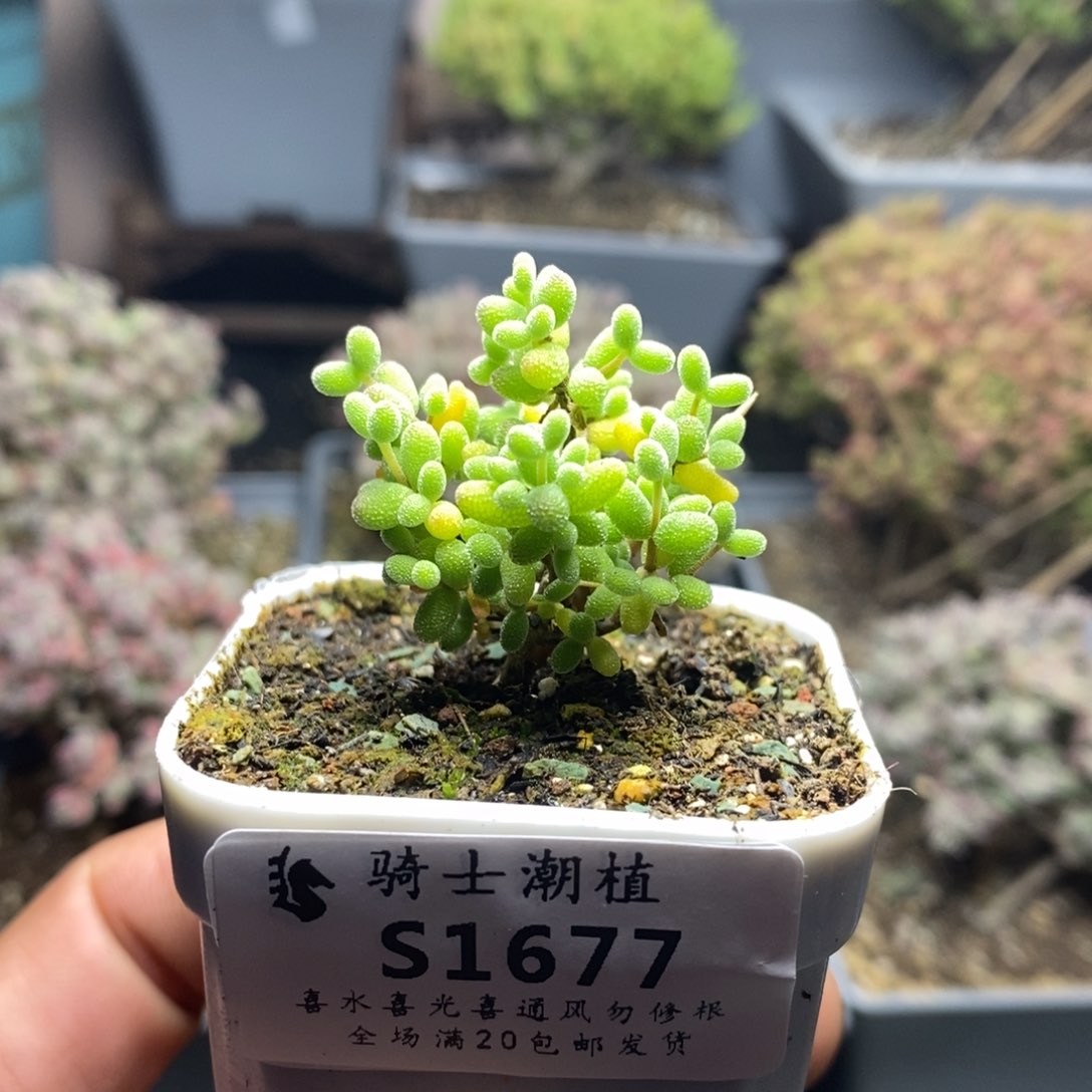 1677实生糖豆米枝干