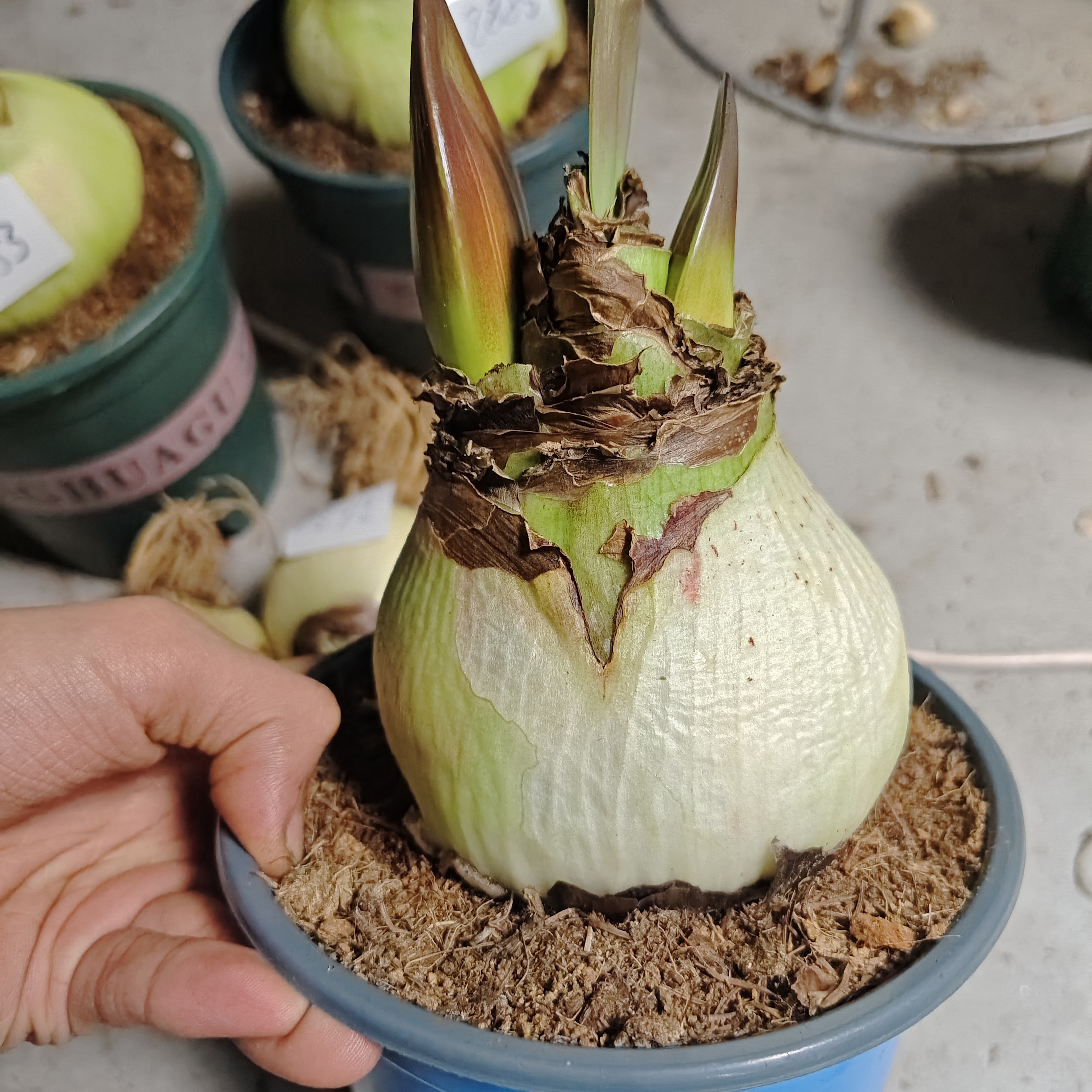 朱顶红进口种球盆栽自然球盆栽大花好运