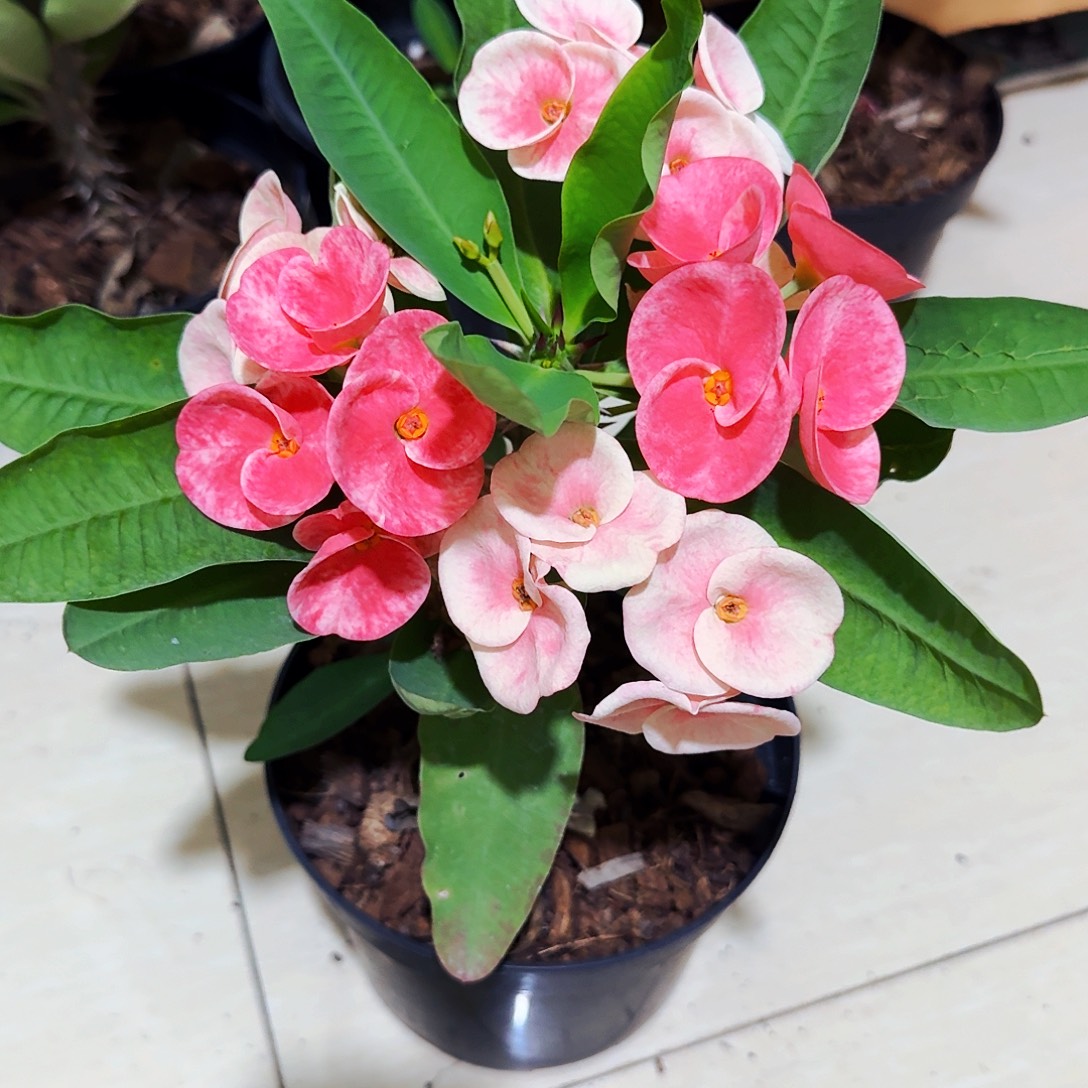 用***6完全开放沙姆玫瑰直播间一物一拍