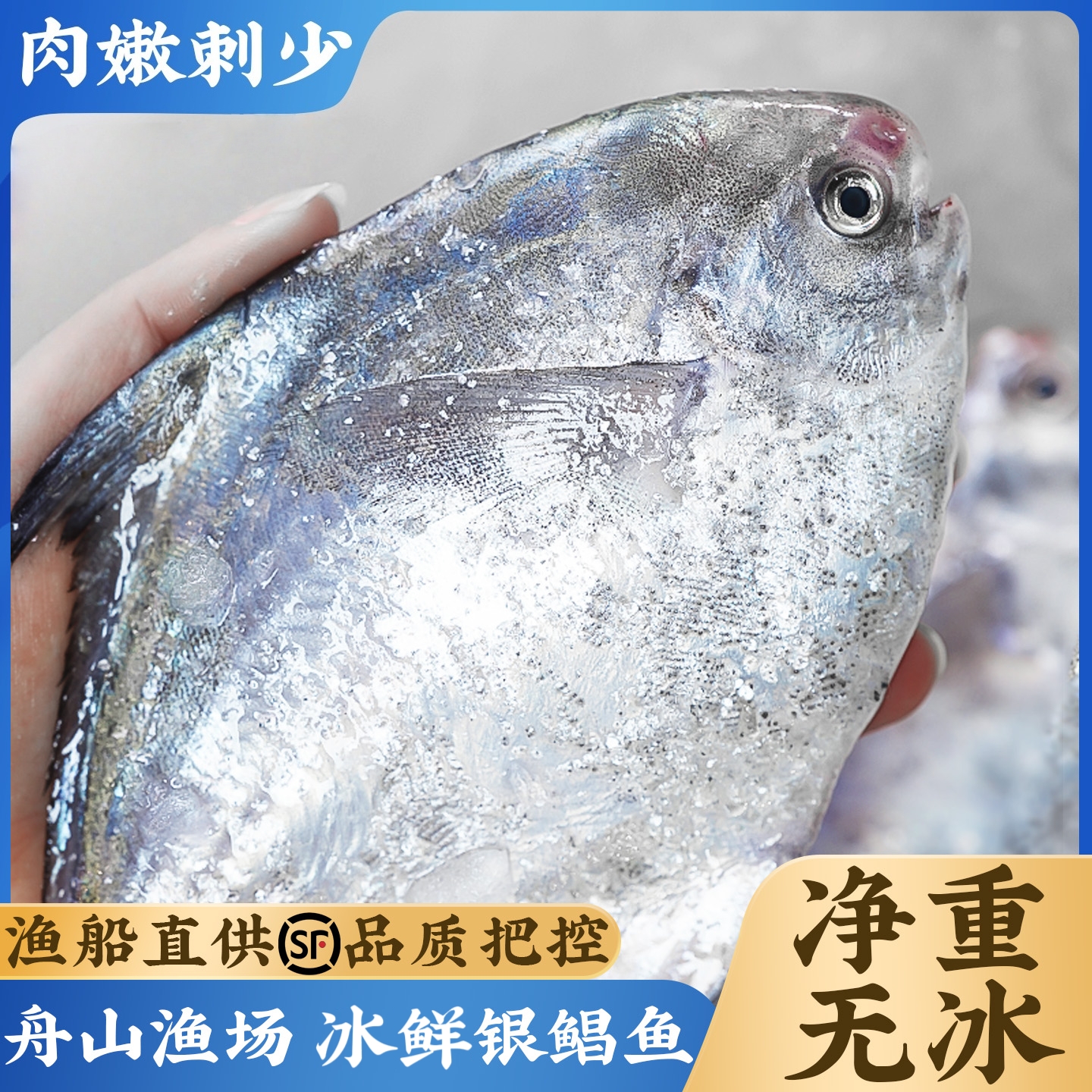 S 舟山正宗银鲳鱼深海新鲜海鲜水产昌扁鱼平鱼镜鱼