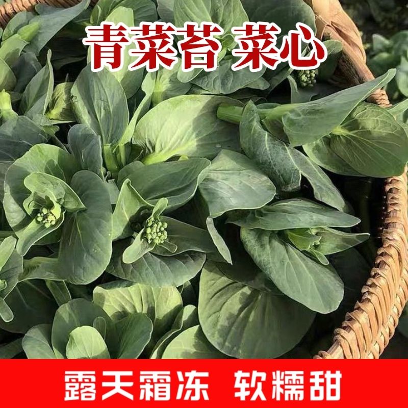 【霜冻青菜苔】新鲜青菜苔苏北菜头菜心时令蔬菜当季可选顺丰包邮