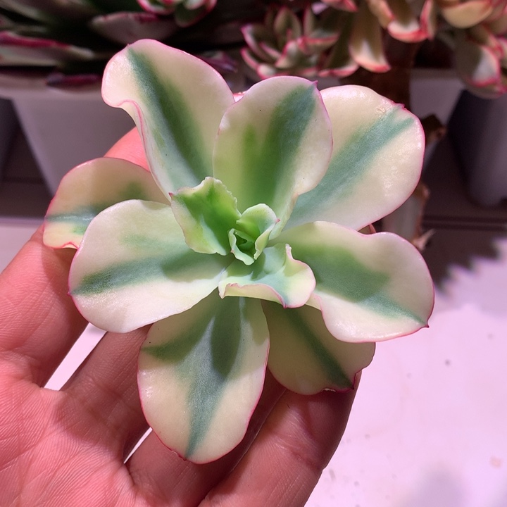 今***时水瓶座锦腹轮锦锦锦