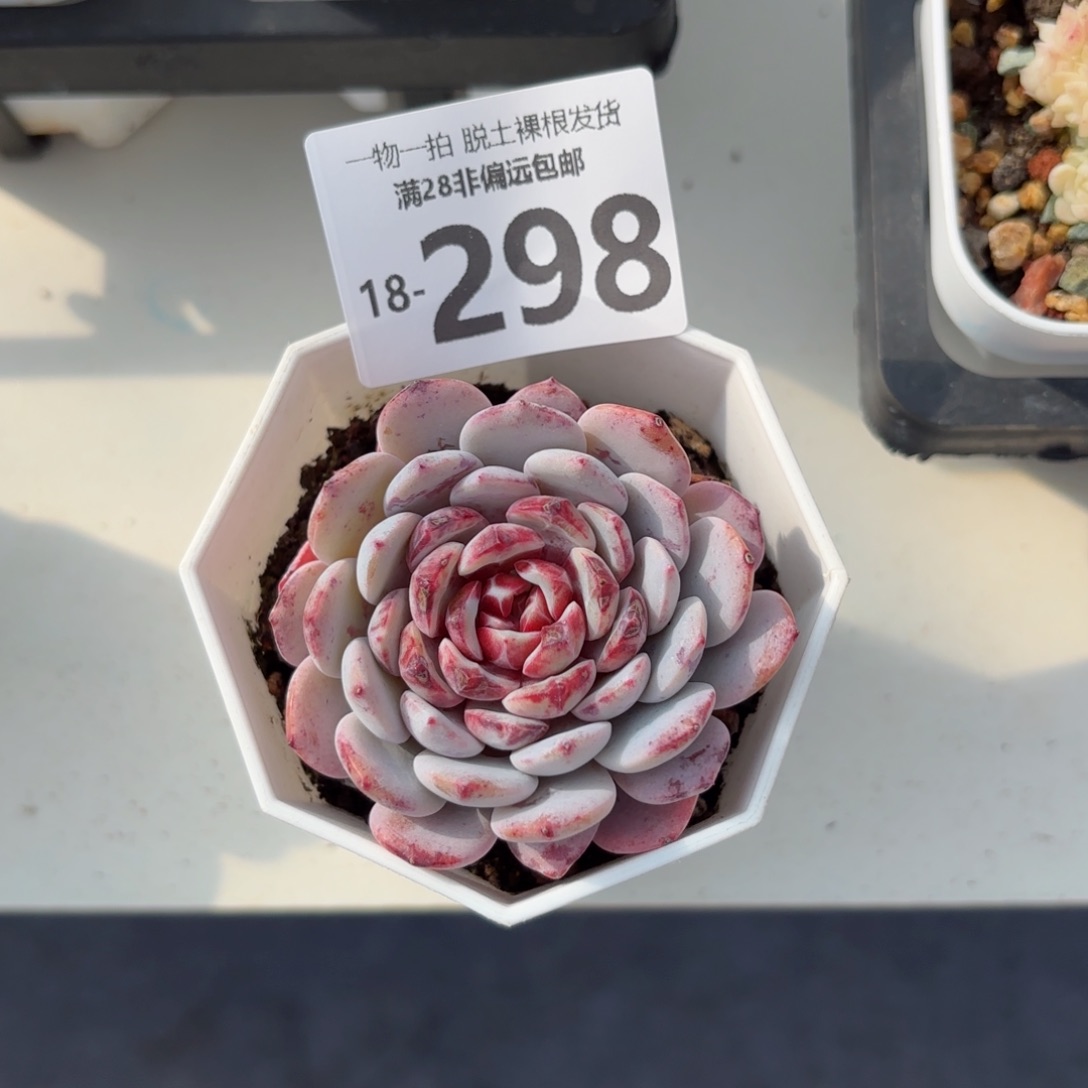 白衣圣代多肉多肉多肉