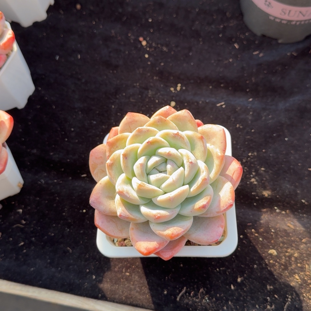 Z***z精美冰玉，带盆发货