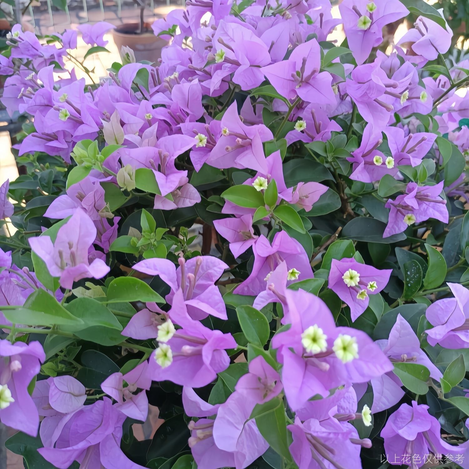 《一牜一拍》直播间备注手机尾号塑料盆不包损运输途中掉花掉叶正常