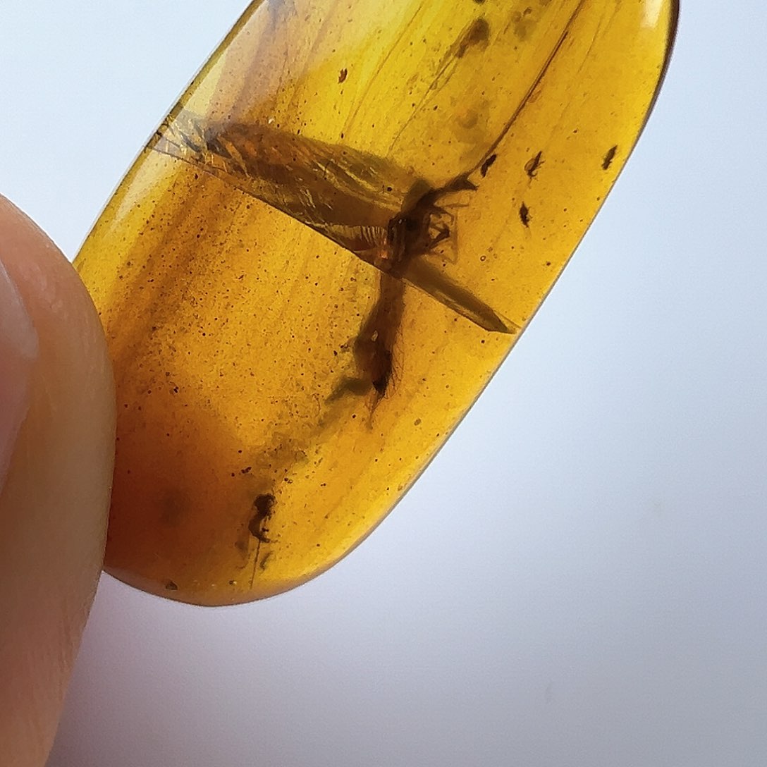 琥珀裸石未镶嵌琥珀虫珀