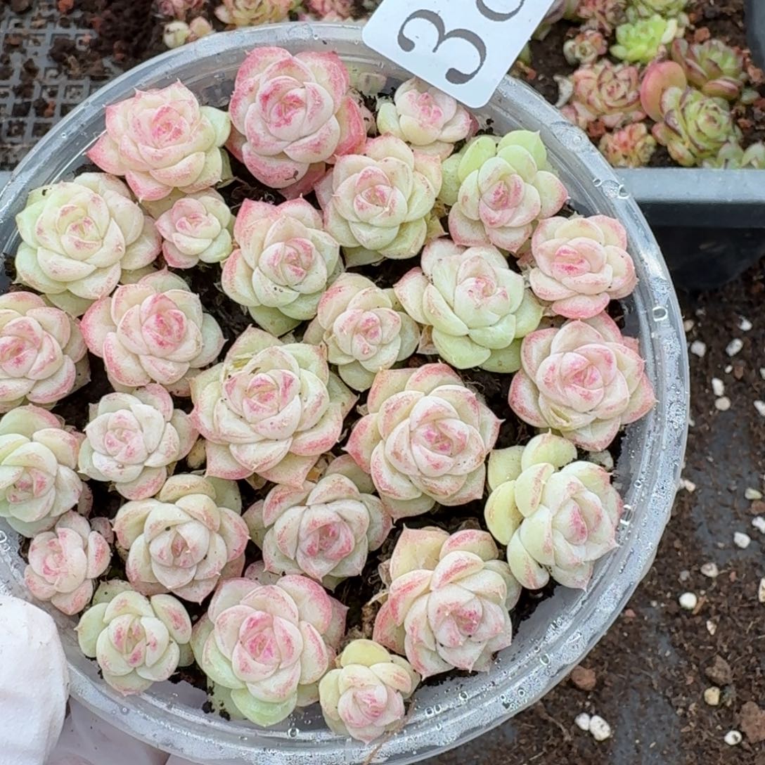 多肉植物多肉植物38