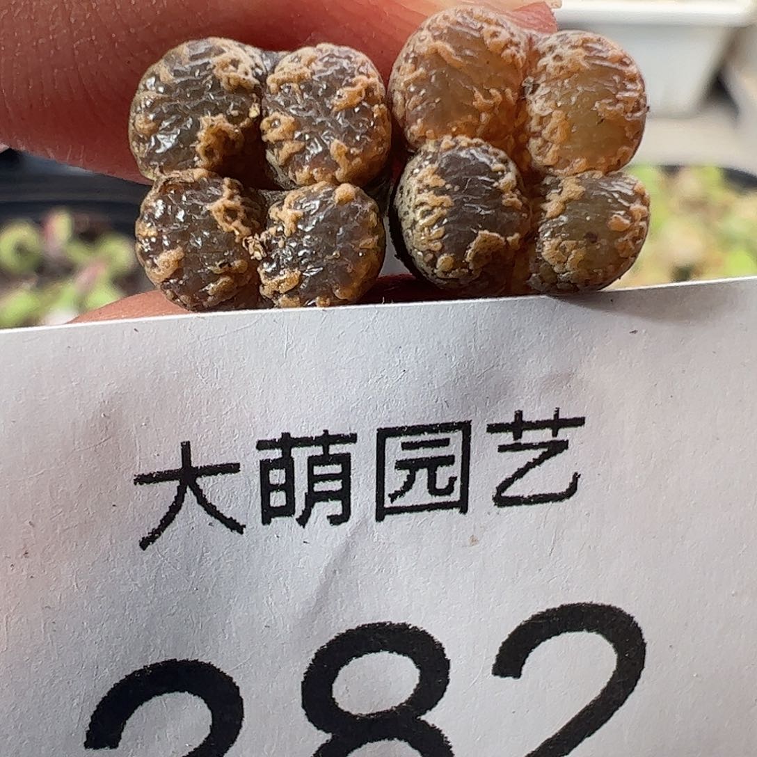 一物一拍1443.29橘蝴蝶勋章382