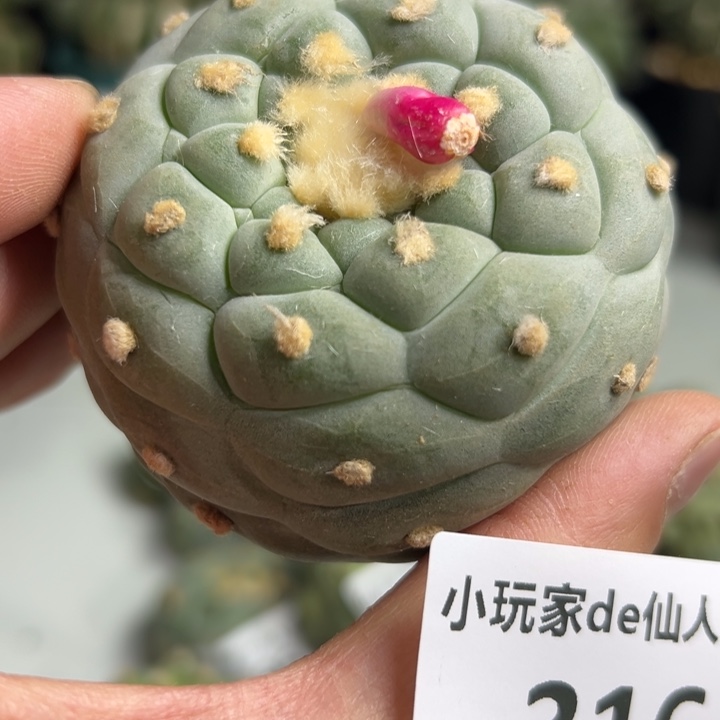 316 直接发货 无根 三月中旬可以上盆