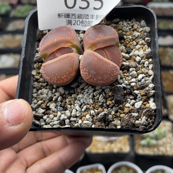 佳人园艺老周上新年福利啦035