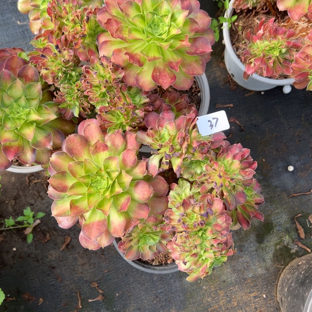 37韶花缀一颗8.8多肉