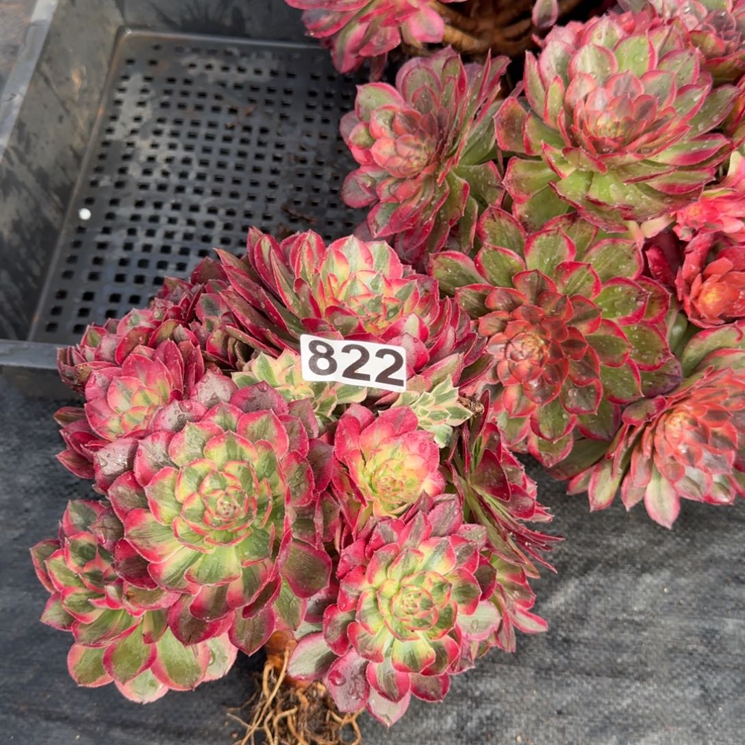 822多肉植物赤子心有断枝特价