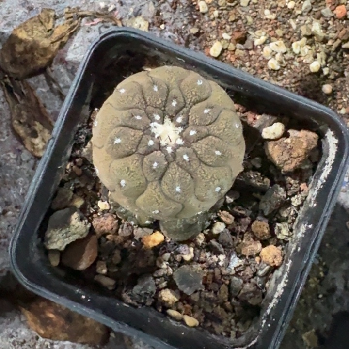 祖****蜥蜴皮实生仙人球 