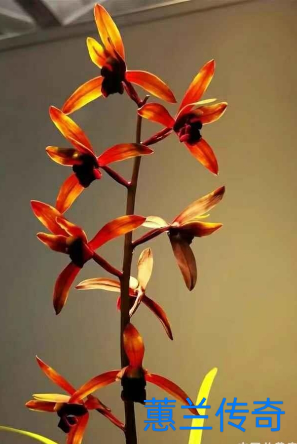 蕙兰名品红素  传奇