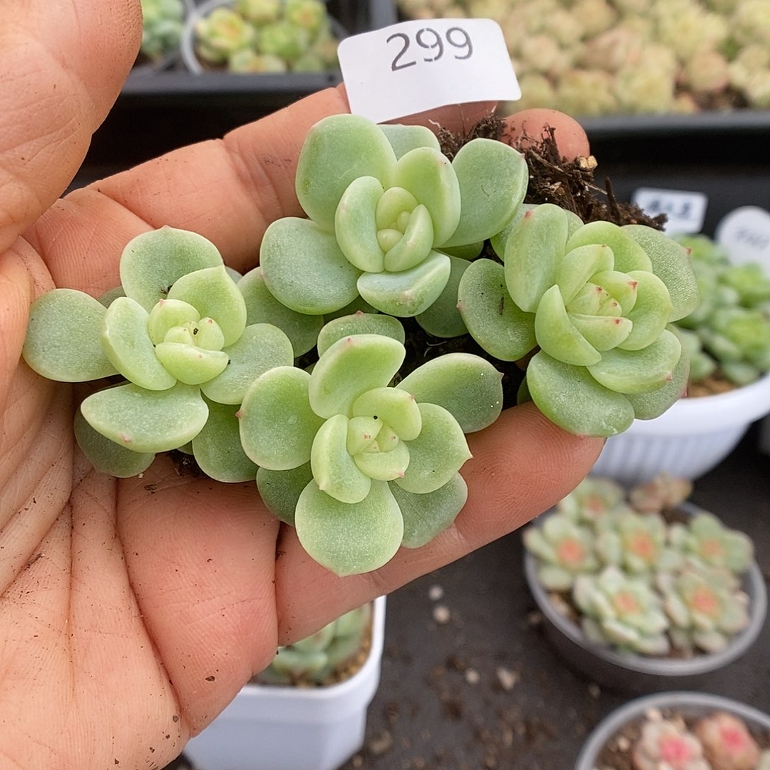 一物一拍一物一拍911-299