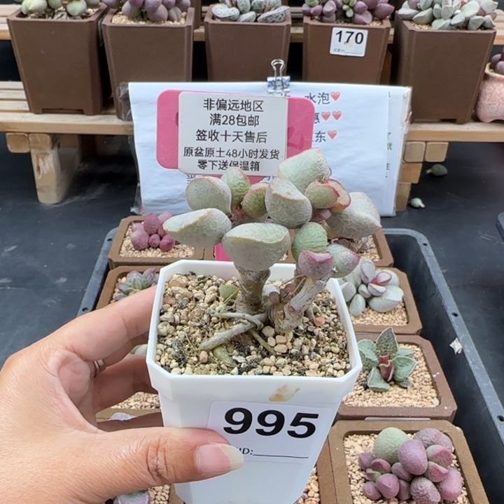 ****幕995黛安娜多肉植物