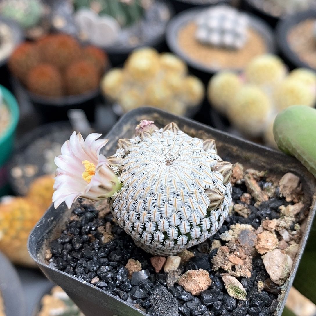 ?*实生白斜子仙人球