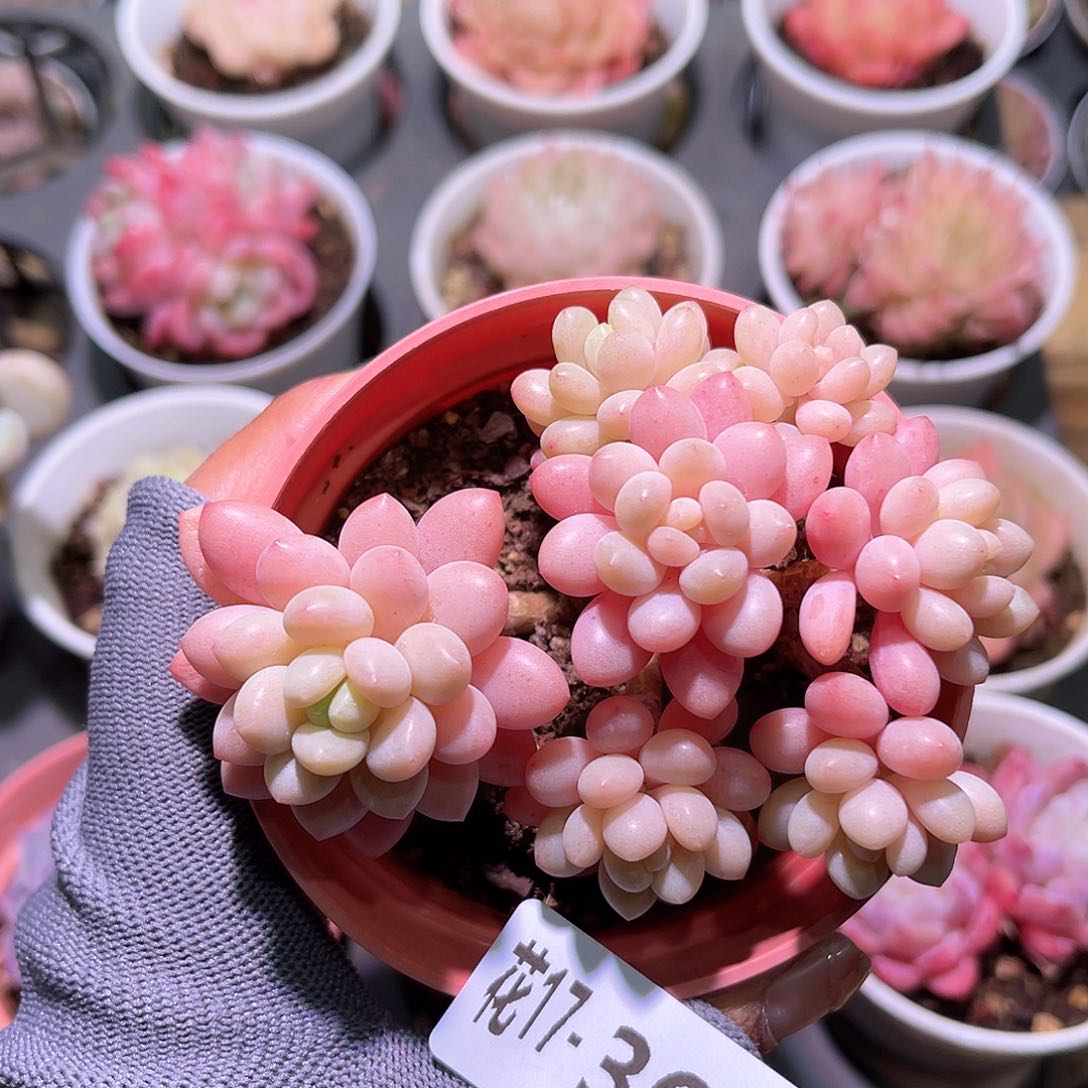 花17-368洛可可群