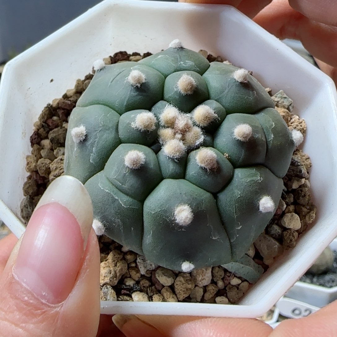 A45实生龟甲兜多肉4.4