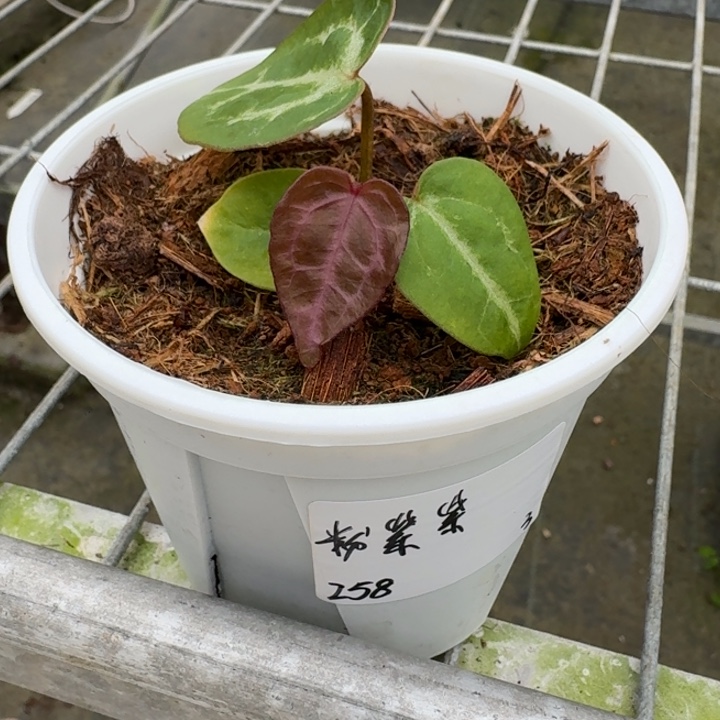 完全开放3号粉紫紫