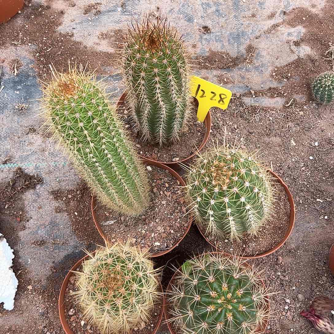 毛花柱5棵脱土，偏远不包邮