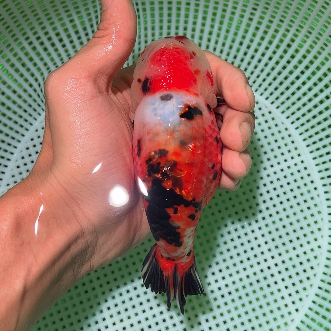 金鱼金鱼兰寿金鱼福利