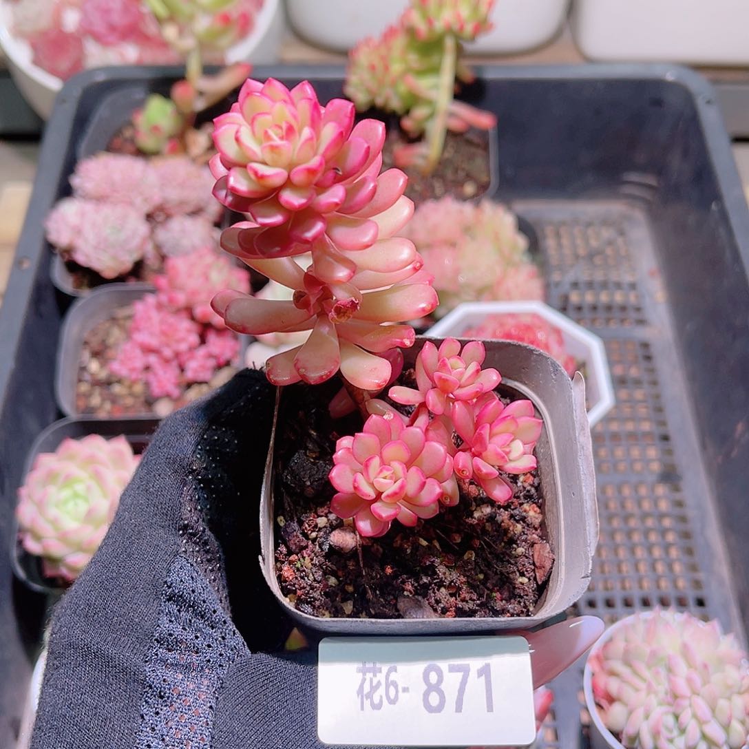 花利美6-871塔洛克锦