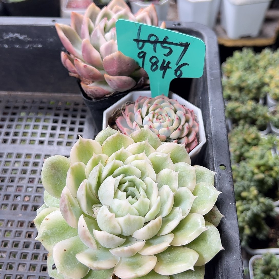 多肉套餐福利上车