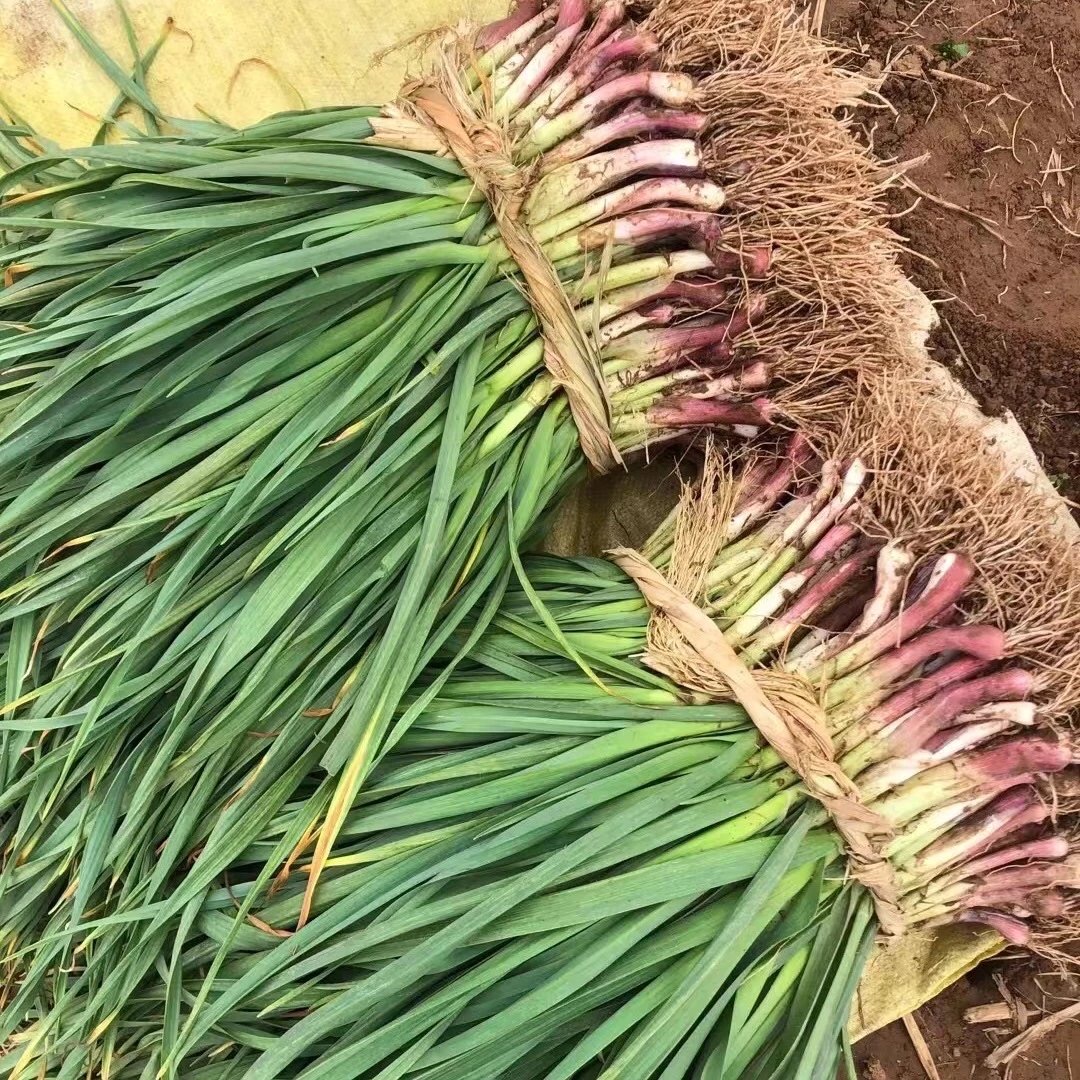 广水特产本地新鲜蒜苗吉阳大蒜湖北随州红根蒜苗农家自种新鲜蔬菜