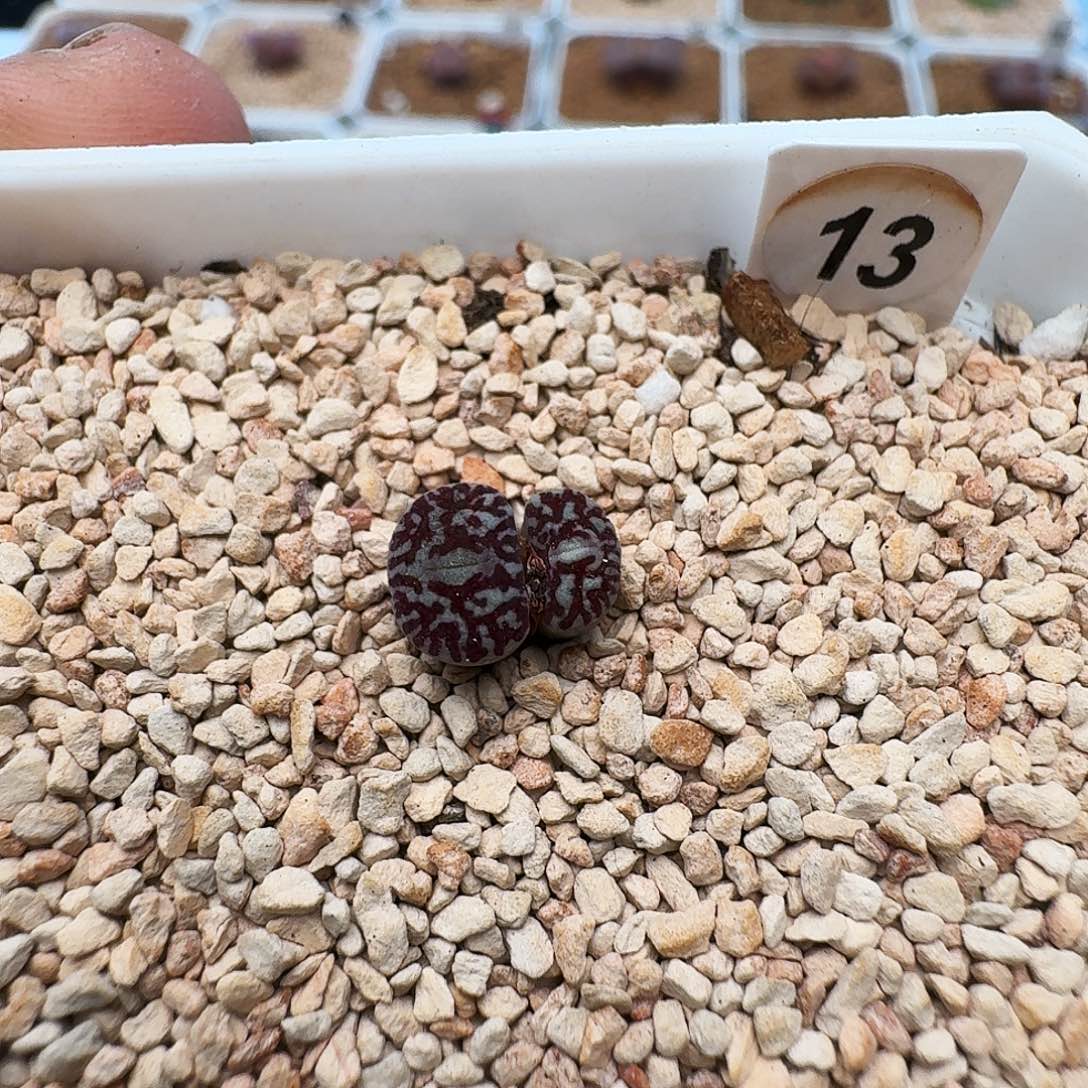 爱***猫多肉植物福利甜甜圈130