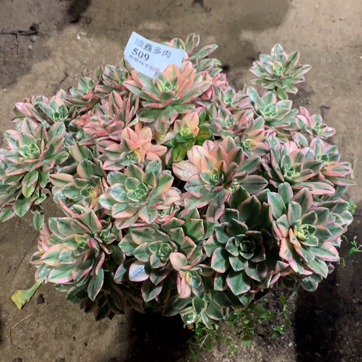 509甜茶多肉植物特价