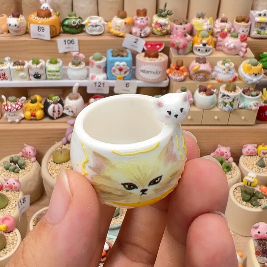 8***菲多肉植物25号种好