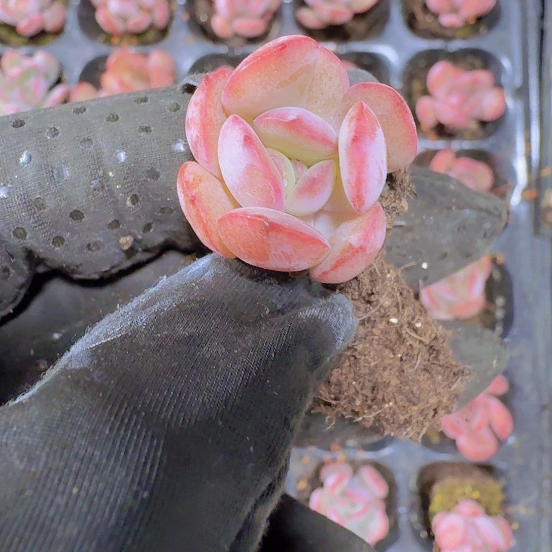 精品格林粉两颗一组