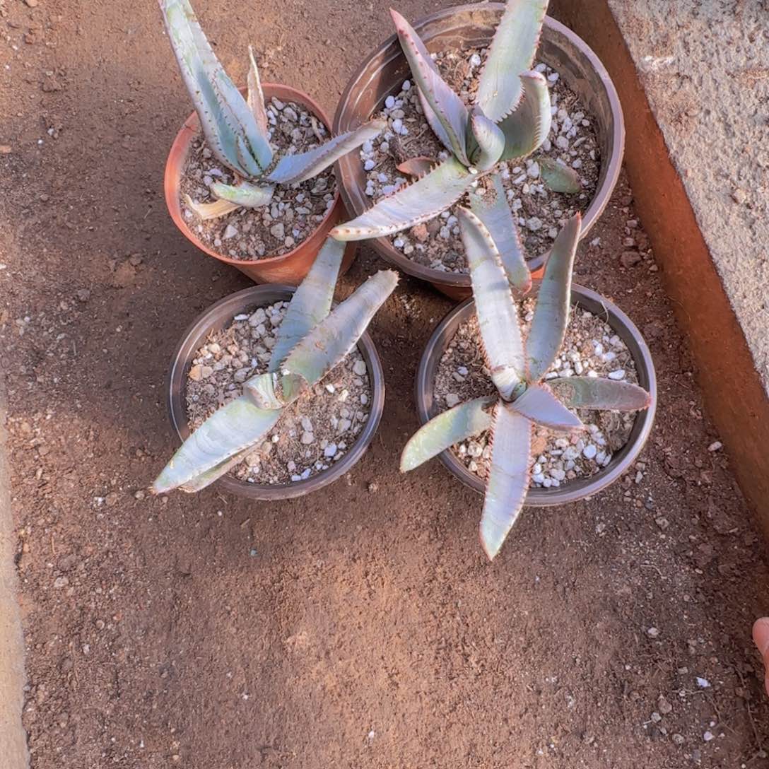 我***级块根植物块根植物