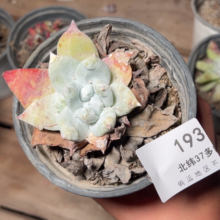 193浦西哈哈哈哈