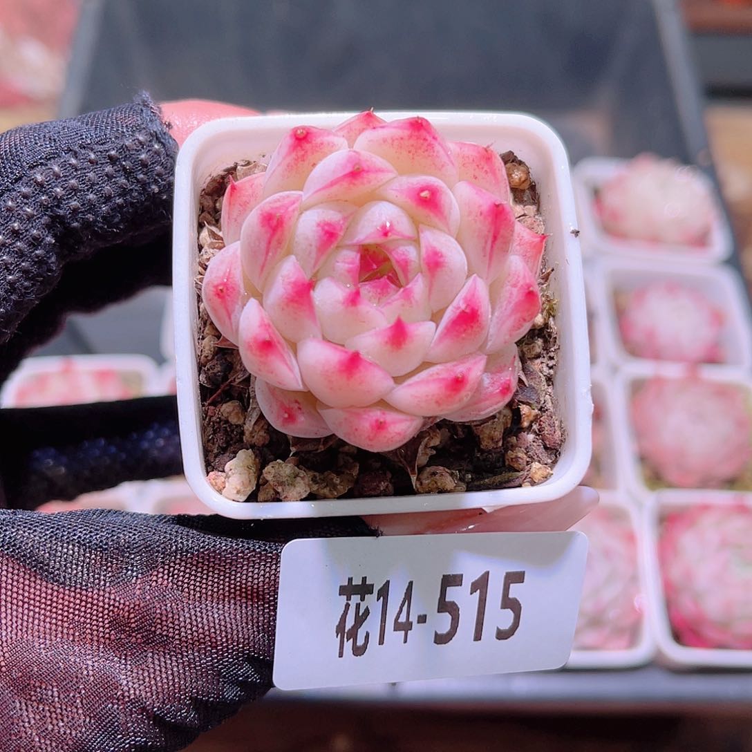 花利美14-515美瞳