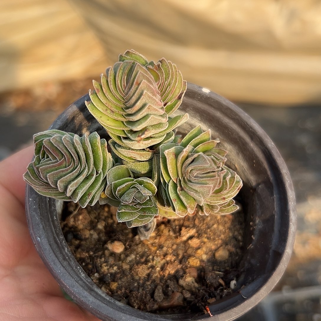 多肉植物多肉植物