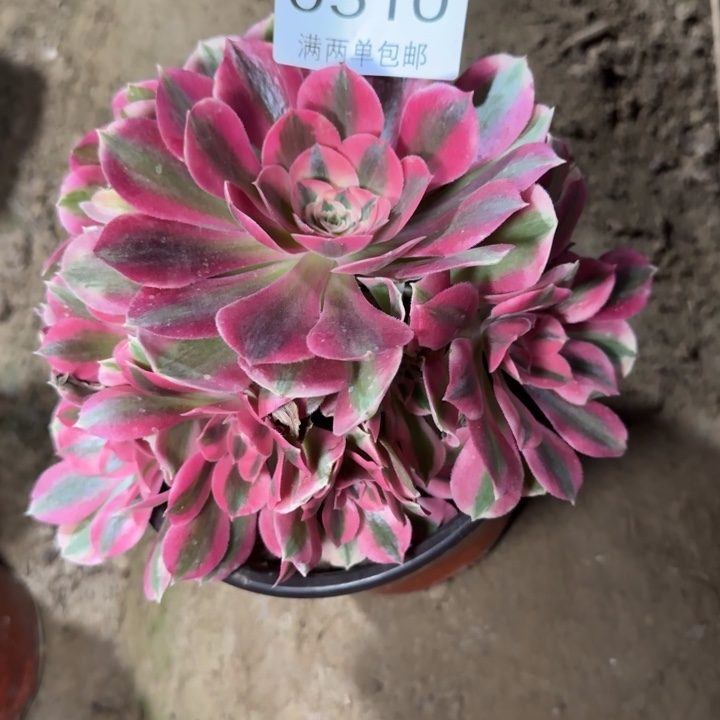 0510女巫多肉植物